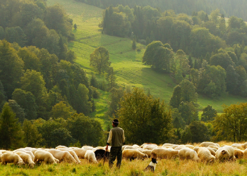 Verse Of The Day – I Am The Good Shepherd